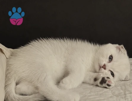 2 aylık scottish fold - 9889 - Görsel 2