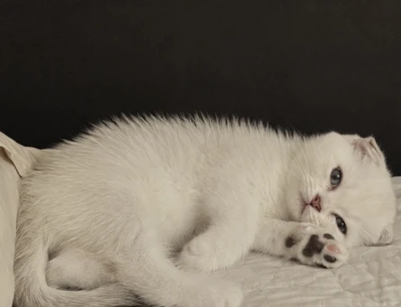 2 aylık scottish fold - 9889