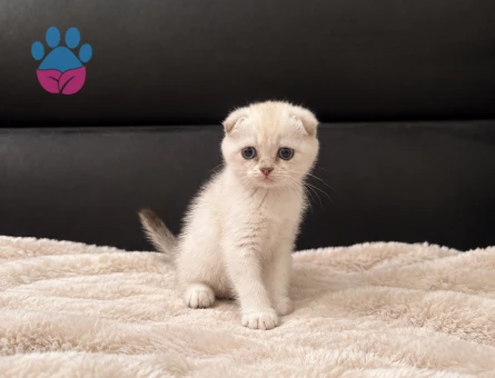 2 aylık scottish fold - 9889 - Görsel 3