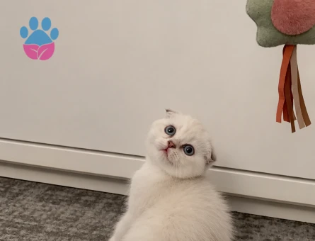 2 aylık scottish fold - 9889 - Görsel 4