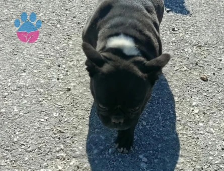 Fransız Bulldog - 9890 - Görsel 3