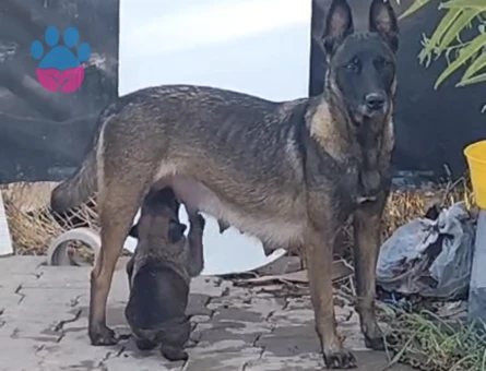 Kusursuz malinois yavruları - 9891