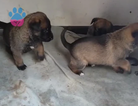Kusursuz malinois yavruları - 9891 - Görsel 3