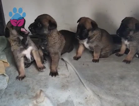 Kusursuz malinois yavruları - 9891 - Görsel 4
