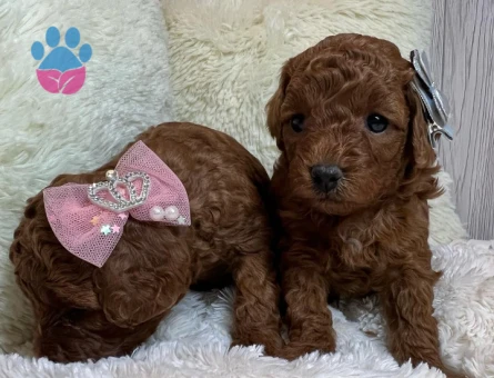 TOY POODLE YAVRULARI - 9895