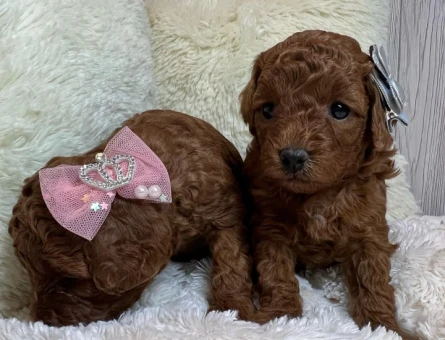 TOY POODLE YAVRULARI - 9895