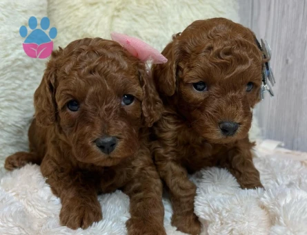 TOY POODLE YAVRULARI - 9895 - Görsel 4
