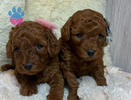 TOY POODLE YAVRULARI - 9895 - Görsel 3
