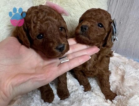 TOY POODLE YAVRULARI - 9895 - Görsel 5