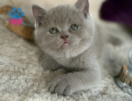 Safkan british lilac - 9900 - Görsel 2