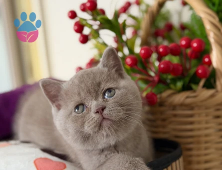 Safkan british lilac - 9900 - Görsel 4