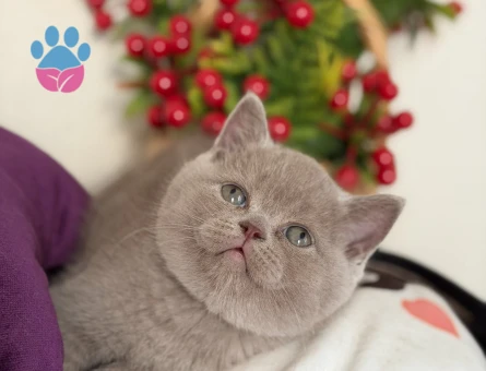 Safkan british lilac - 9900 - Görsel 5