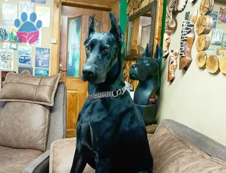 Doberman yavrularımız - 9901 - Görsel 3