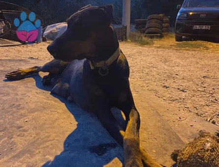 Doberman yavrularımız - 9901 - Görsel 4