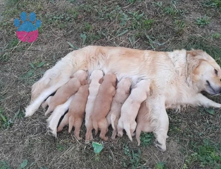 Golden retrever yavrularımız - 9903 - Görsel 5