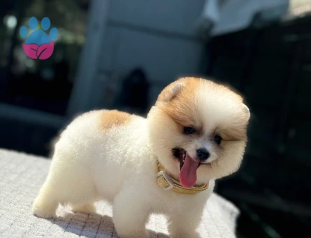 POMERİAN BOO YAVRULARIMIZ - 9905 - Görsel 4