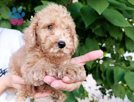 Toy poodle yavrularımız - 9907
