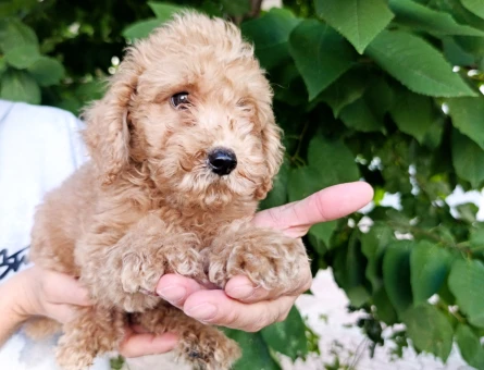 Toy poodle yavrularımız - 9907