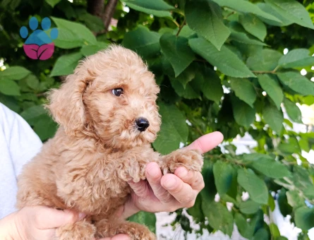 Toy poodle yavrularımız - 9907 - Görsel 5