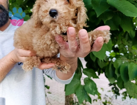 Toy poodle yavrularımız - 9907 - Görsel 3