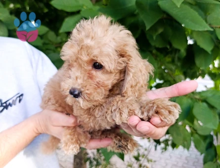 Toy poodle yavrularımız - 9907 - Görsel 4