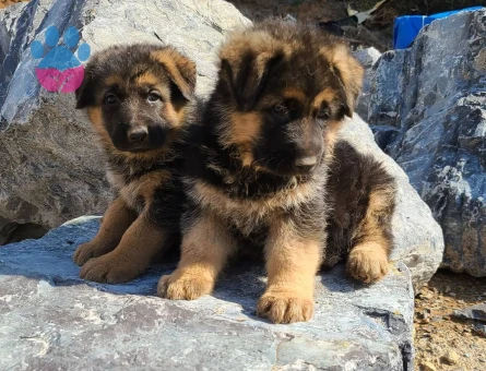 ALMAN ÇOBAN KÖPEĞİ YAVRULARI - 9911 - Görsel 4