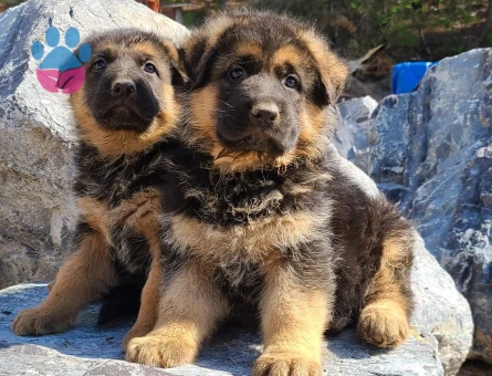 ALMAN ÇOBAN KÖPEĞİ YAVRULARI - 9911