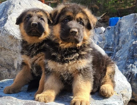 ALMAN ÇOBAN KÖPEĞİ YAVRULARI - 9911