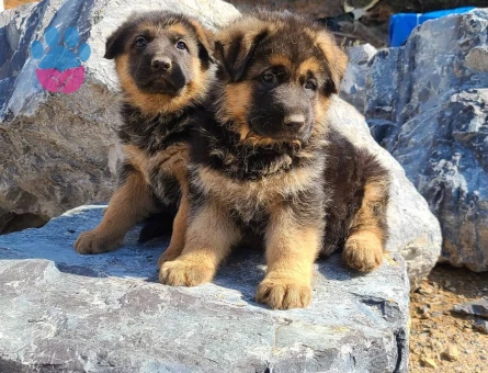 ALMAN ÇOBAN KÖPEĞİ YAVRULARI - 9911 - Görsel 3