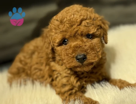 ÜST DÜZEY TOY POODLE YAVRULARIMIZ - 9912 - Görsel 5