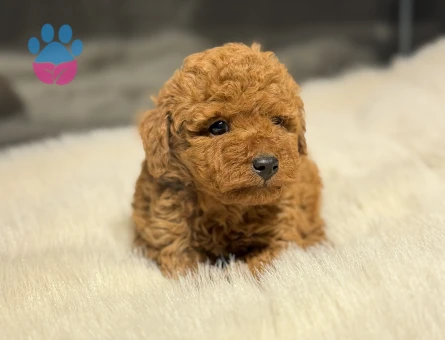 ÜST DÜZEY TOY POODLE YAVRULARIMIZ - 9912 - Görsel 4