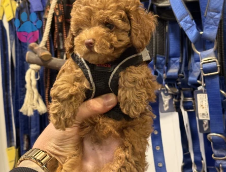 ÜST DÜZEY TOY POODLE YAVRULARIMIZ - 9912 - Görsel 2