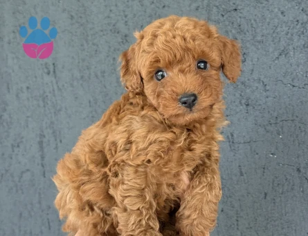 ÜST DÜZEY TOY POODLE YAVRULARIMIZ - 9912 - Görsel 3