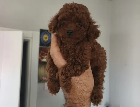 Kore poodle - 9915