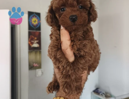 Kore poodle - 9915 - Görsel 4