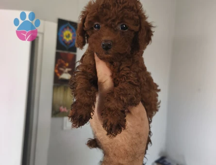 Kore poodle - 9915 - Görsel 3