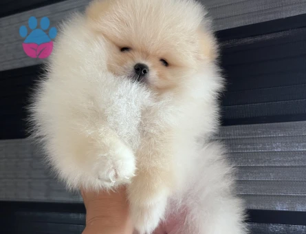 POMERANİAN BOO TEA CUP - 9916