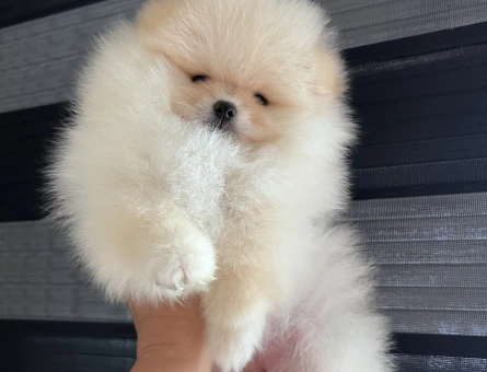 POMERANİAN BOO TEA CUP - 9916
