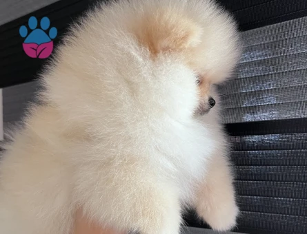 POMERANİAN BOO TEA CUP - 9916 - Görsel 3