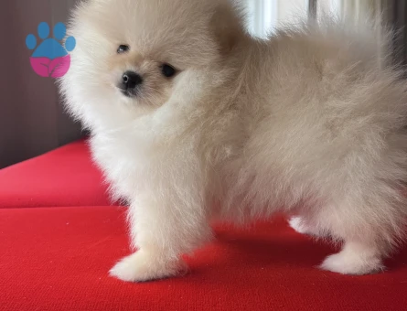 POMERANİAN BOO TEA CUP - 9916 - Görsel 5