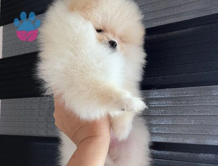 POMERANİAN BOO TEA CUP - 9916 - Görsel 4