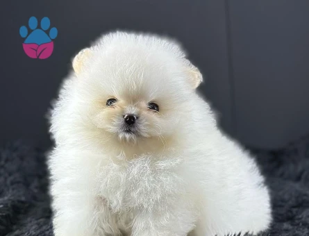 TEDDY BEAR POMERANİAN YAVRULARI - 9917