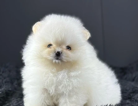 TEDDY BEAR POMERANİAN YAVRULARI - 9917