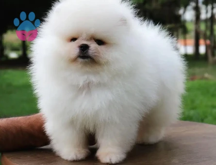 TEDDY BEAR POMERANİAN YAVRULARI - 9917 - Görsel 4