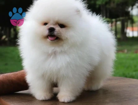TEDDY BEAR POMERANİAN YAVRULARI - 9917 - Görsel 3