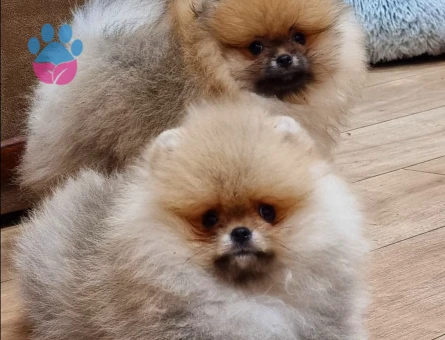 TEDDY BEAR POMERANİAN YAVRULARI - 9917 - Görsel 5