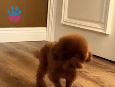 Kore Taecup 15 Aylık Dişi - 9924 - Görsel 3