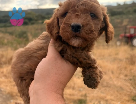KATELİ MALTIPOO YAVRULARIMIZ HAZIR - 9925
