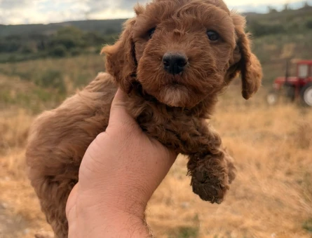 KATELİ MALTIPOO YAVRULARIMIZ HAZIR - 9925