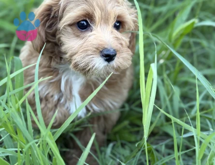 KATELİ MALTIPOO YAVRULARIMIZ HAZIR - 9925 - Görsel 3
